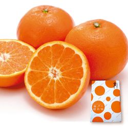 瀬戸の晴れ姫　小箱【限定100点】